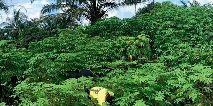 Anioma Agriculture Image 2